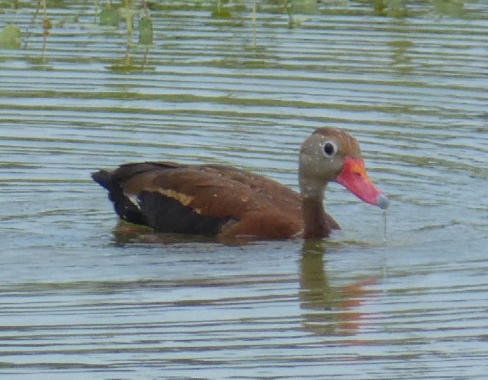 Black-bellied Whistling-Duck - ML314295381