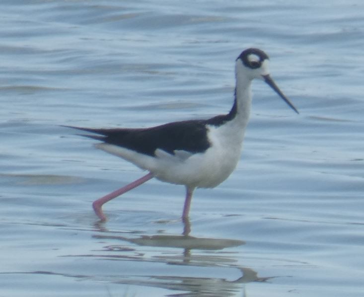 Black-necked Stilt - ML314295421