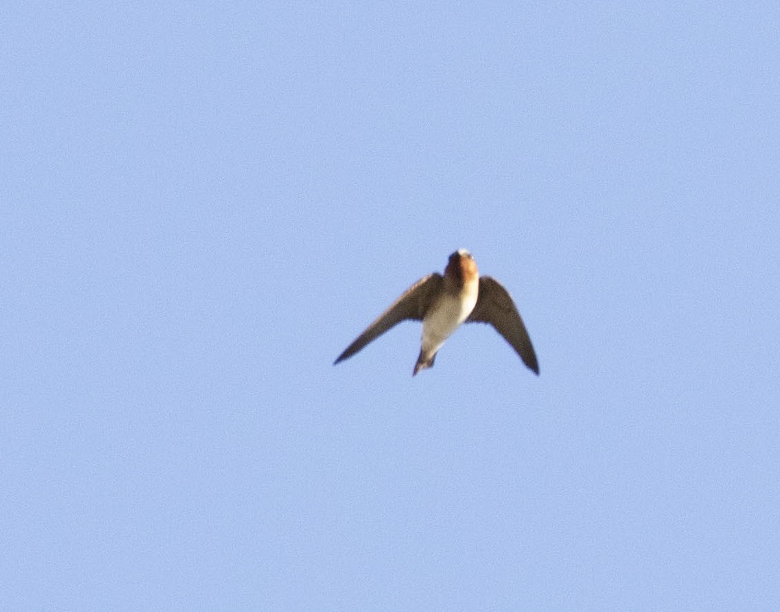 Cliff Swallow - ML314296301