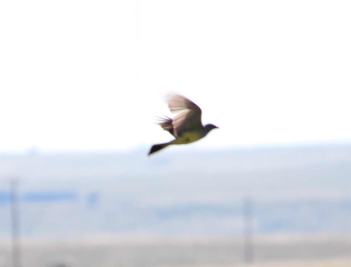 Western Kingbird - ML31429711