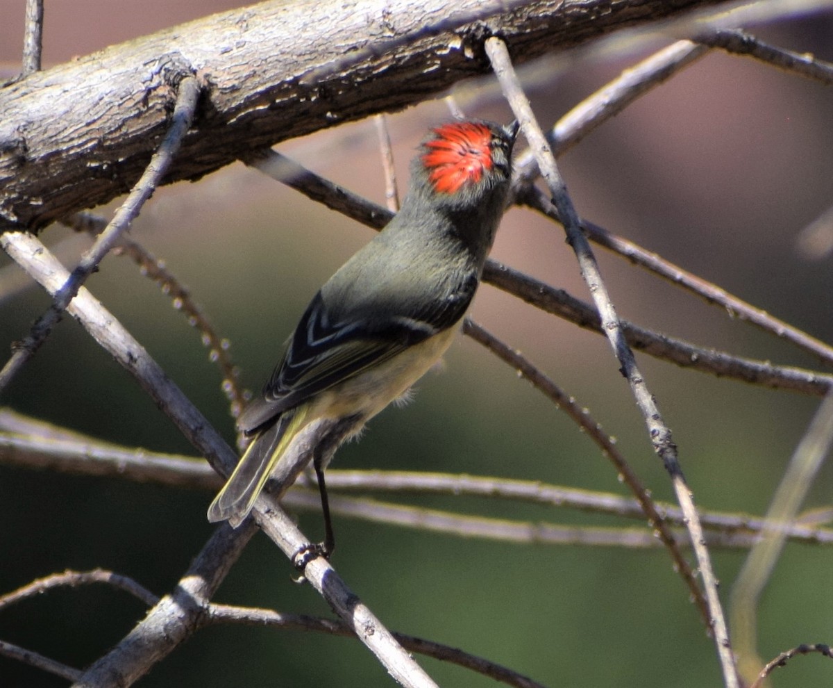 Ruby-crowned Kinglet - ML314299661