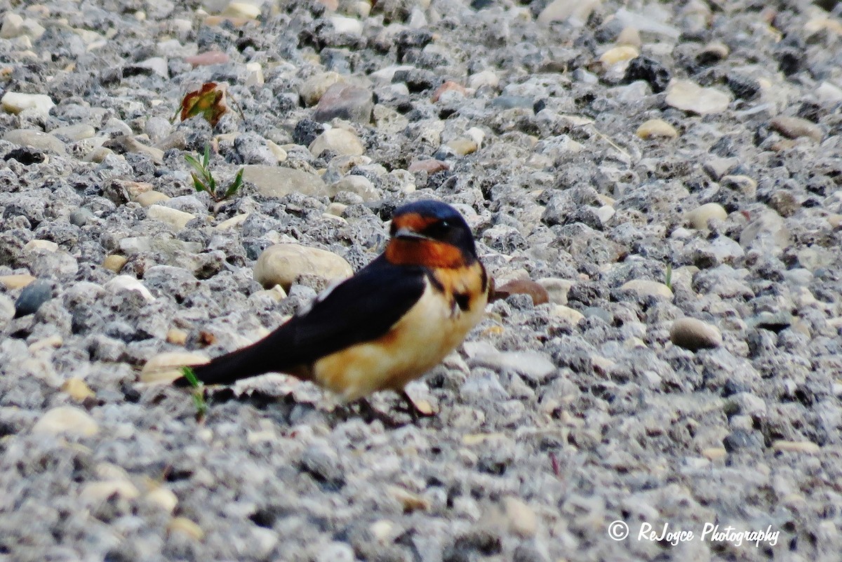 Barn Swallow - ML31430001