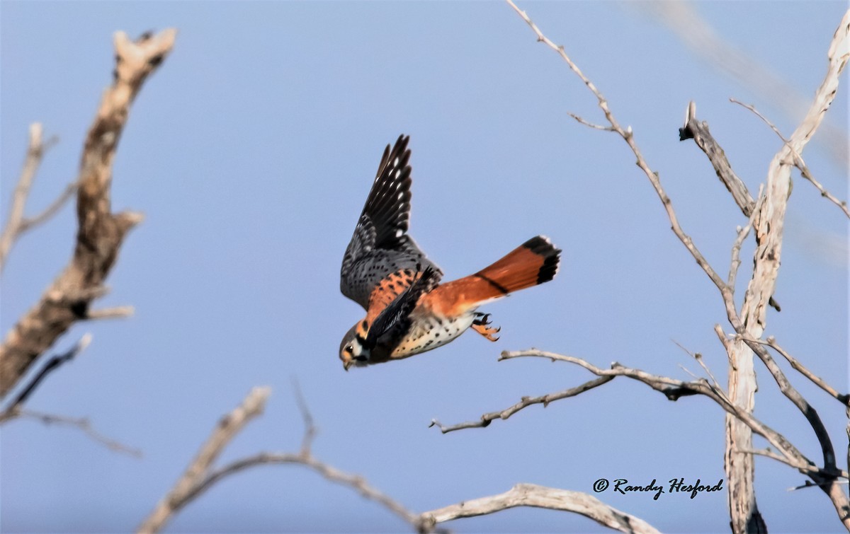 American Kestrel - ML314300201