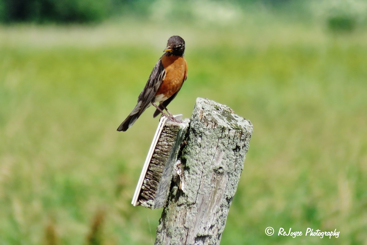 American Robin - Joyce Wagner