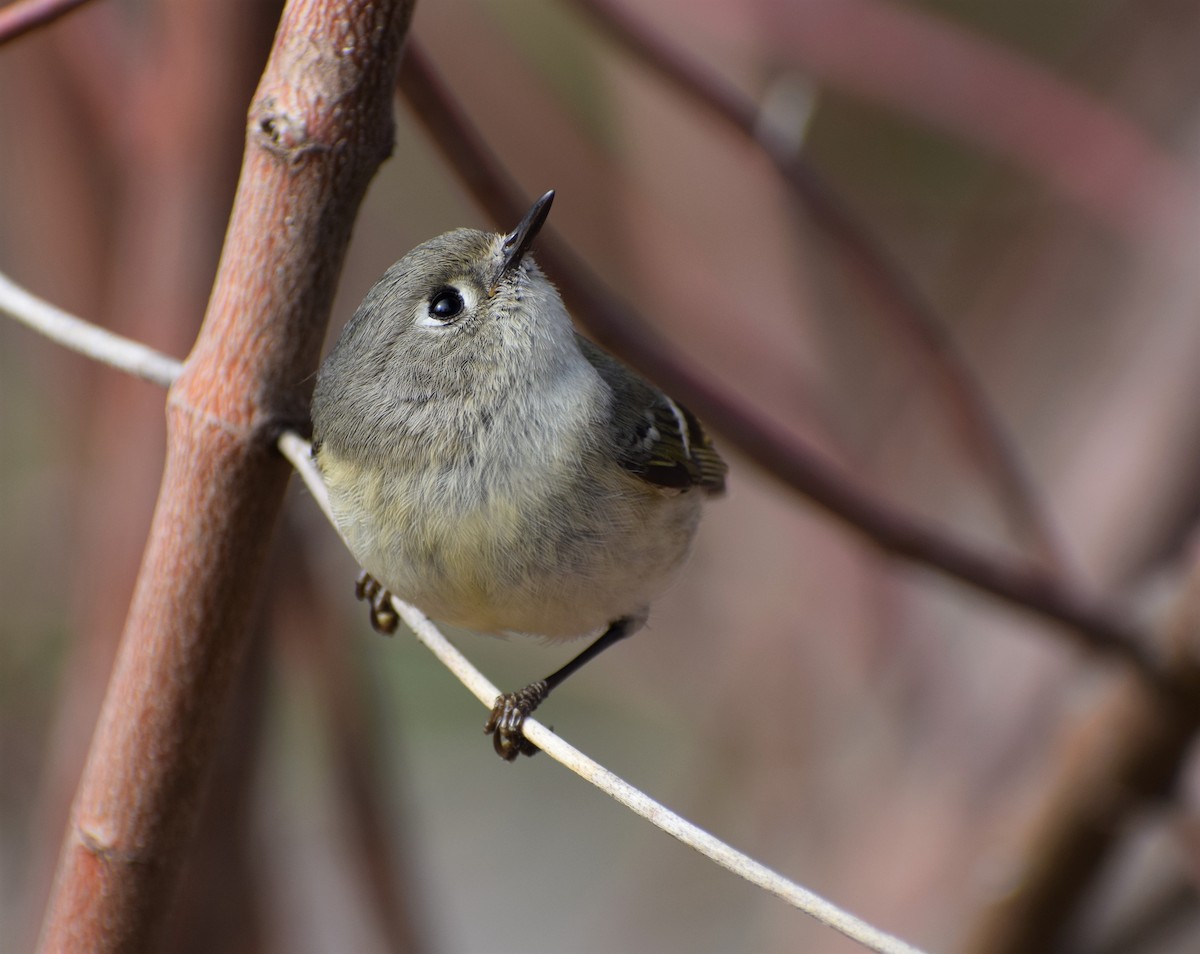 Ruby-crowned Kinglet - Donna Wilder