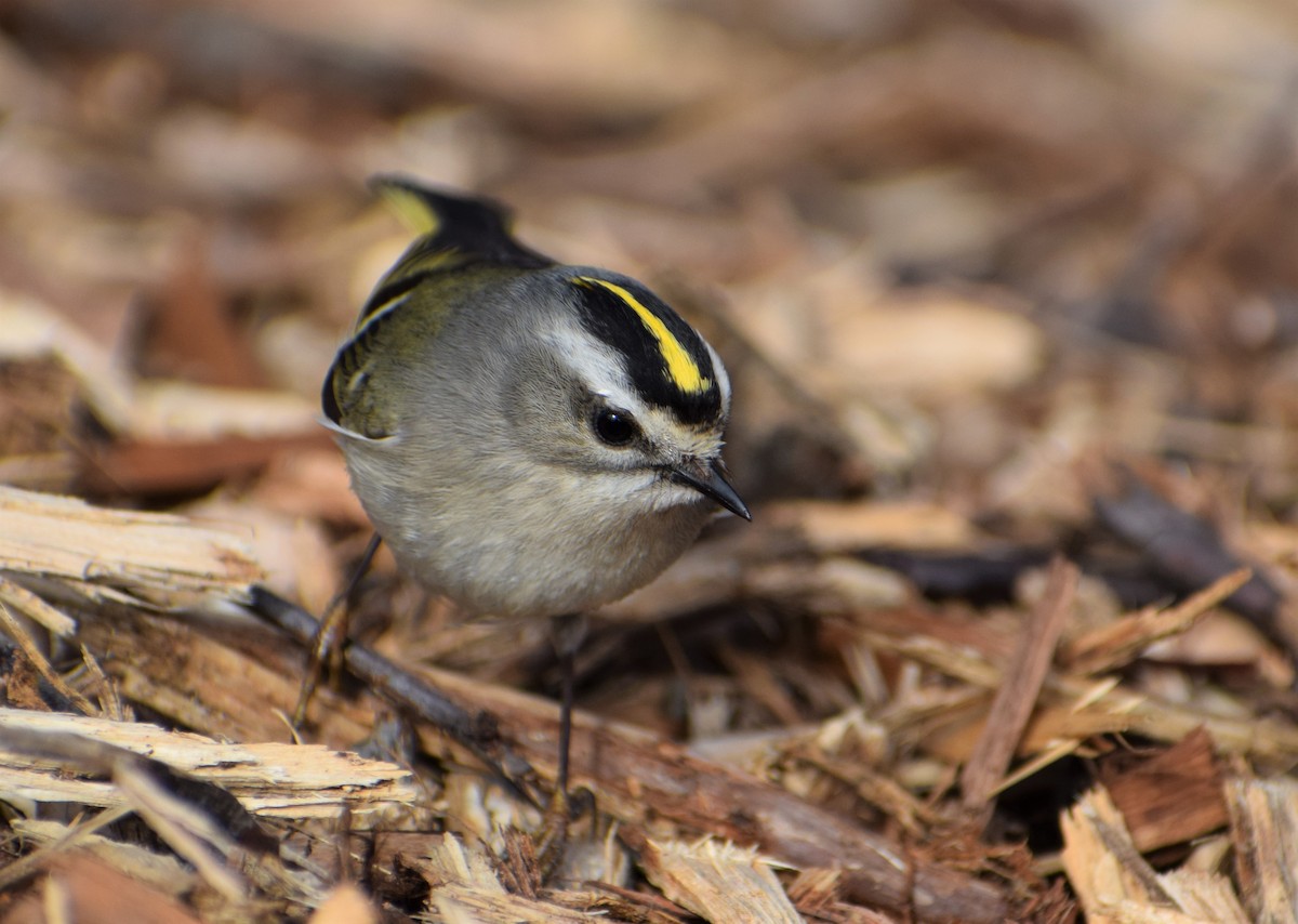 Golden-crowned Kinglet - ML314301151
