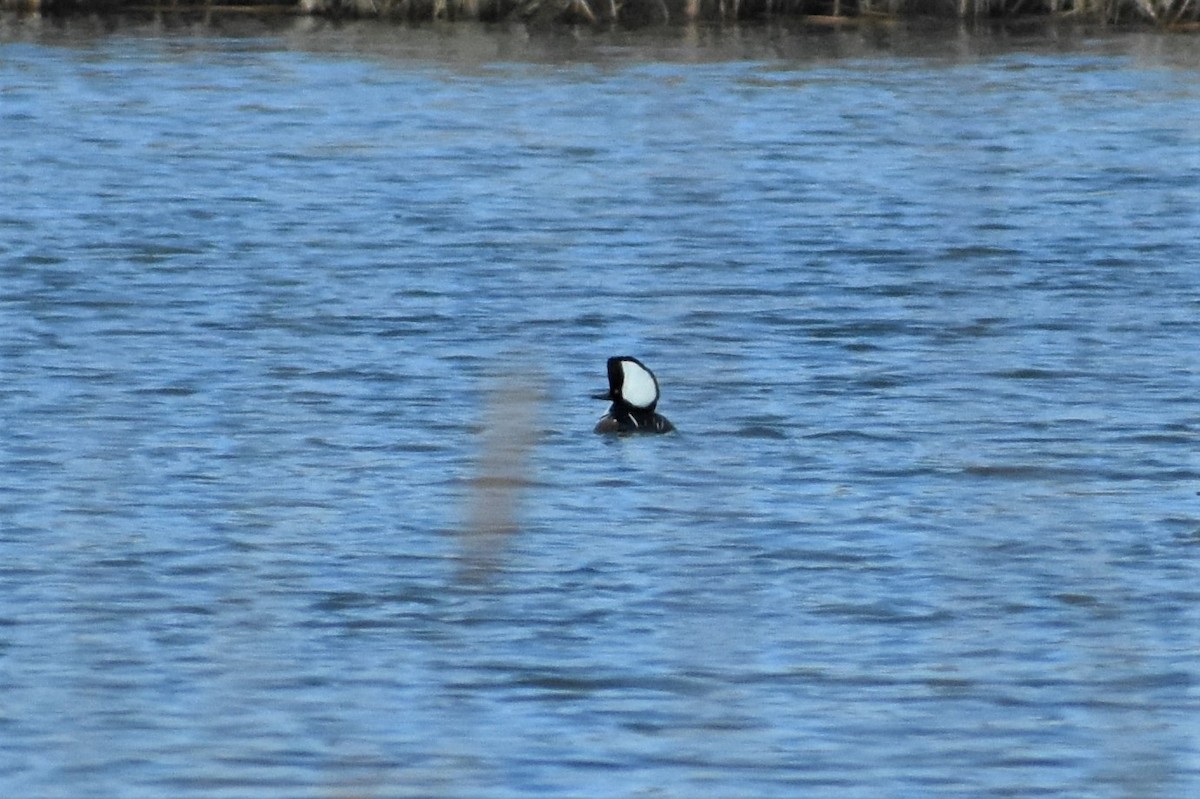 Hooded Merganser - ML314303441