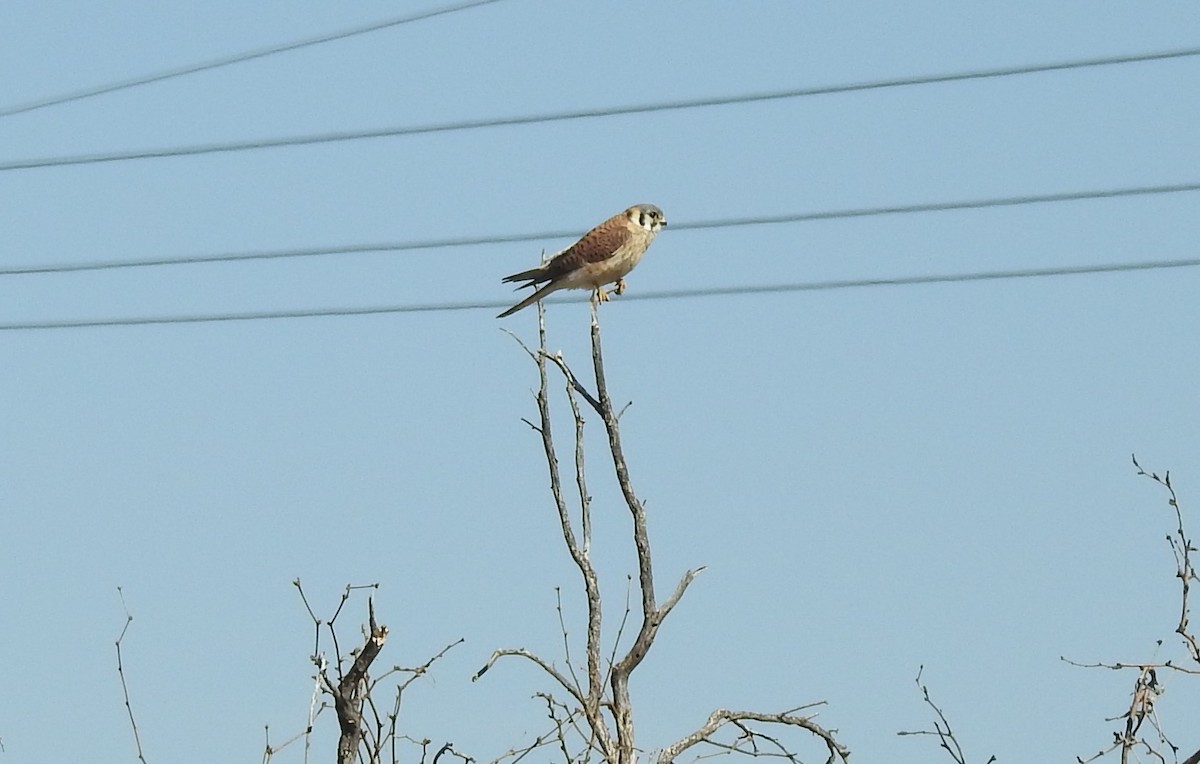 American Kestrel - ML314304181