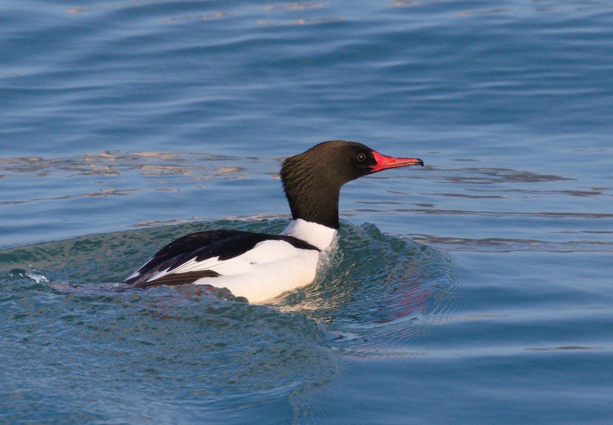 Common Merganser - ML314304481