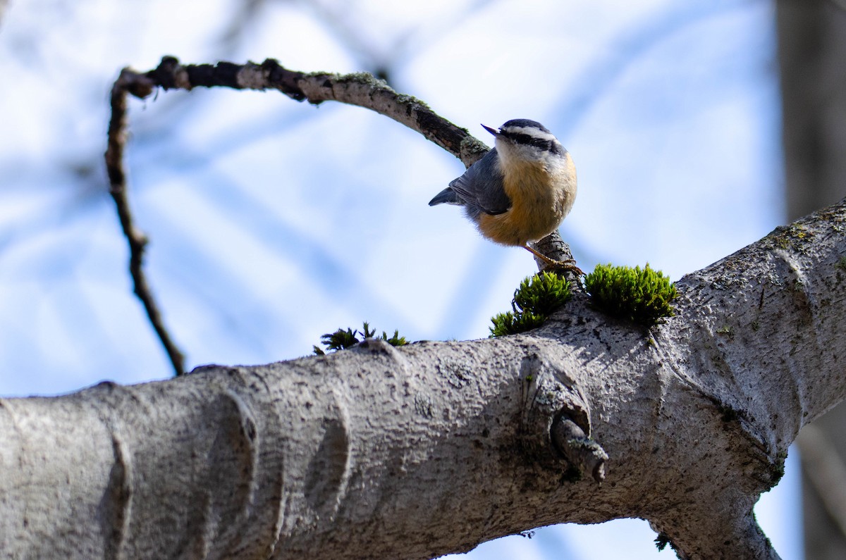 Red-breasted Nuthatch - ML314304781