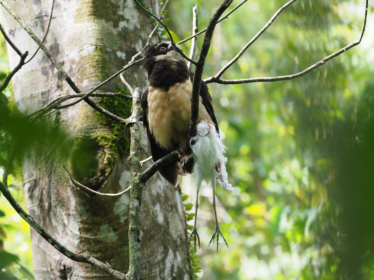 Spectacled Owl - ML314306161