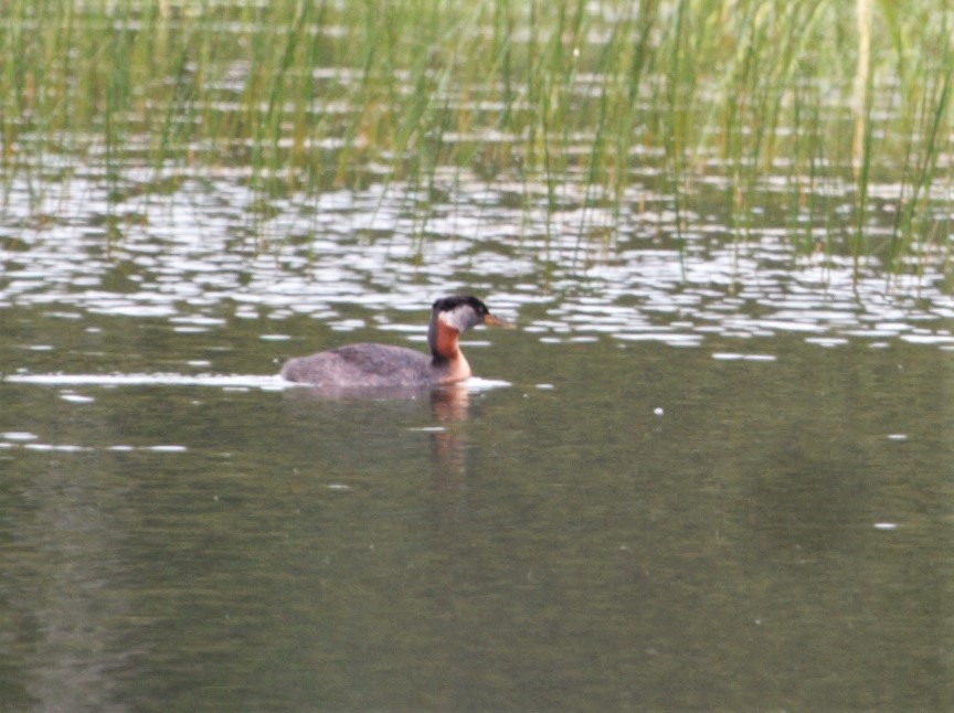 Red-necked Grebe - Dennis Von Linden