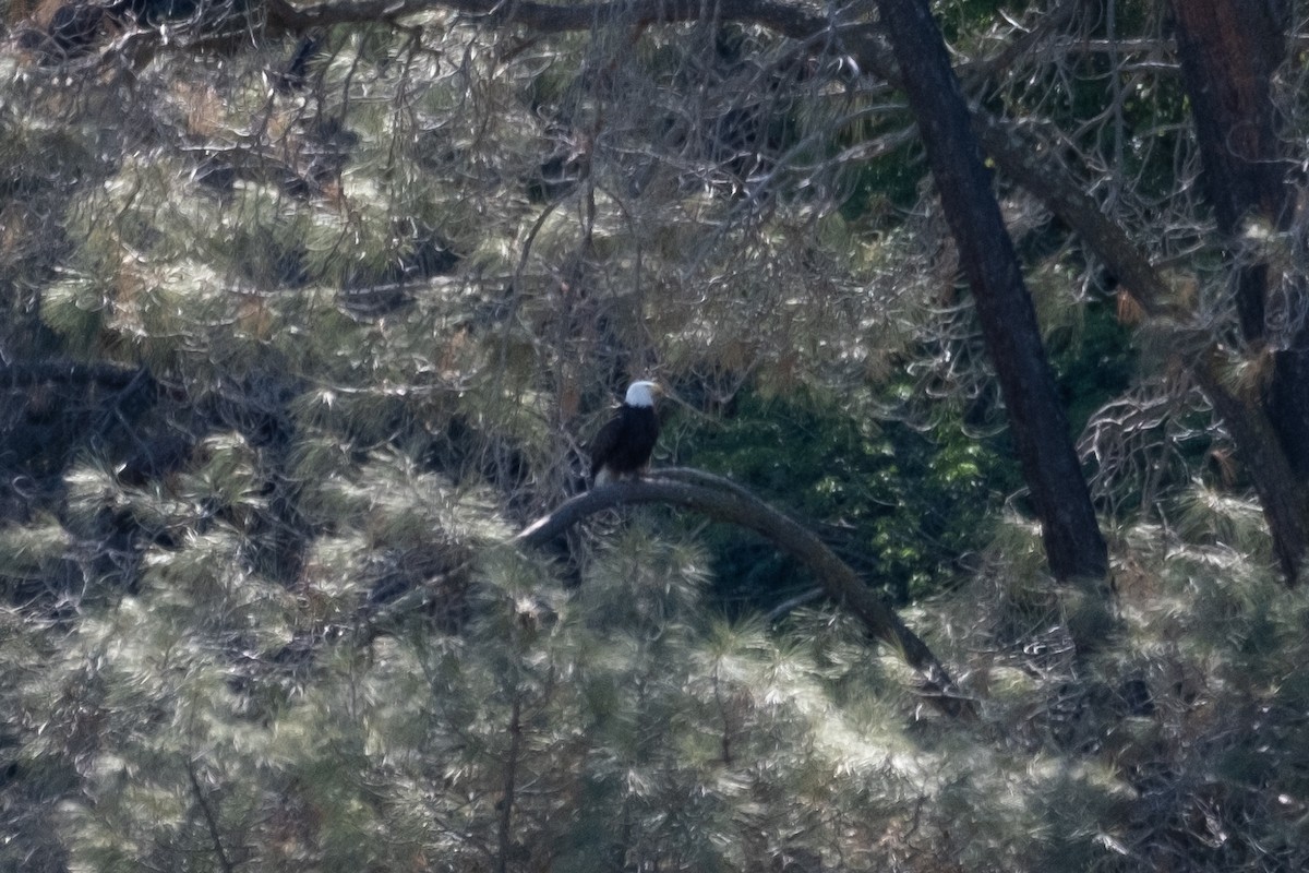 Bald Eagle - ML314307401