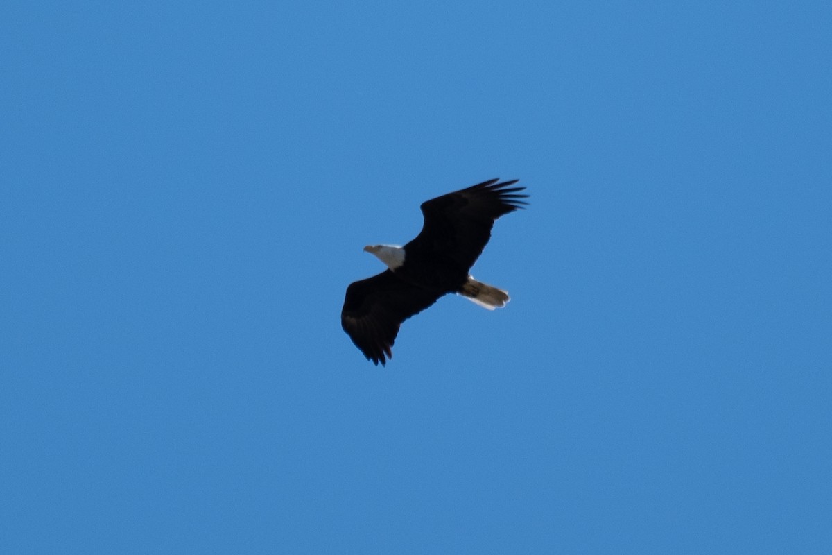 Bald Eagle - ML314307431