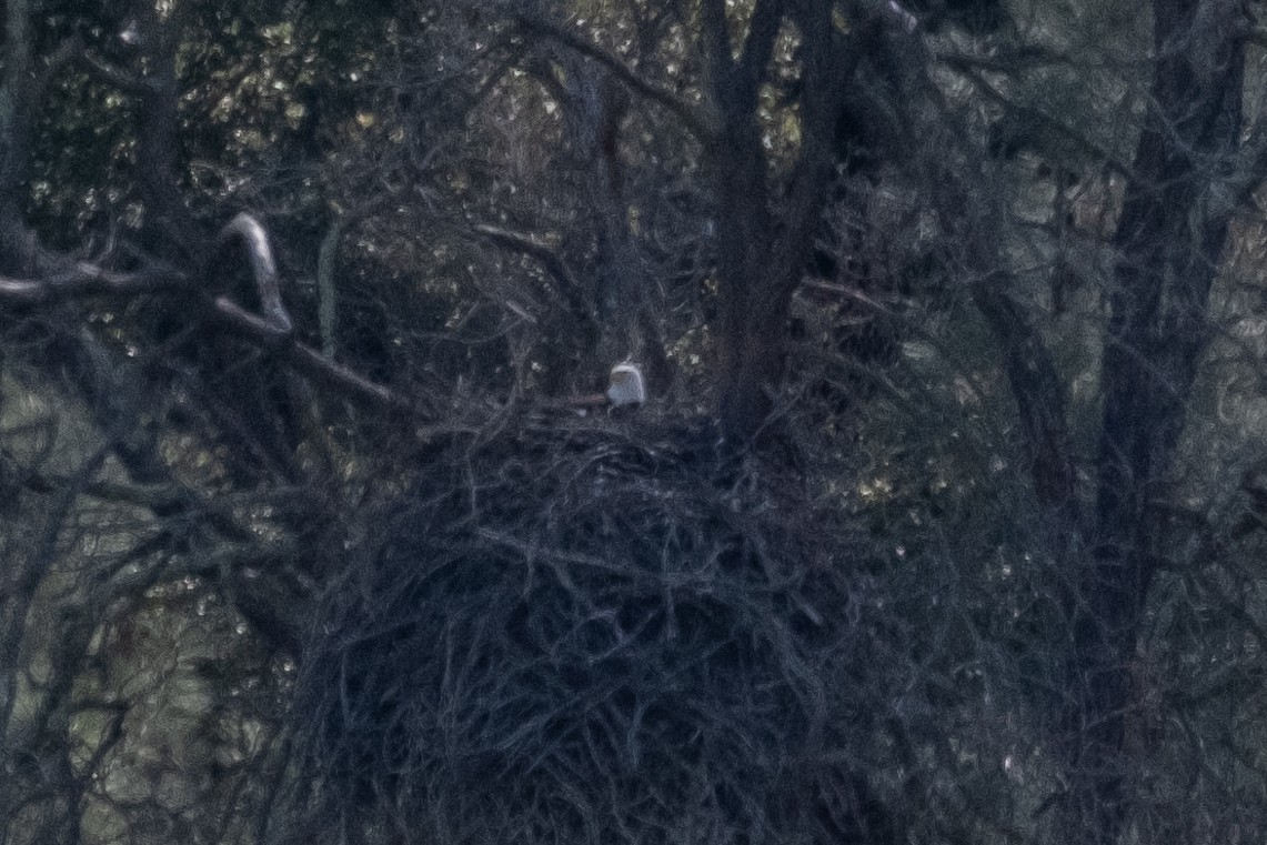 Bald Eagle - ML314307451