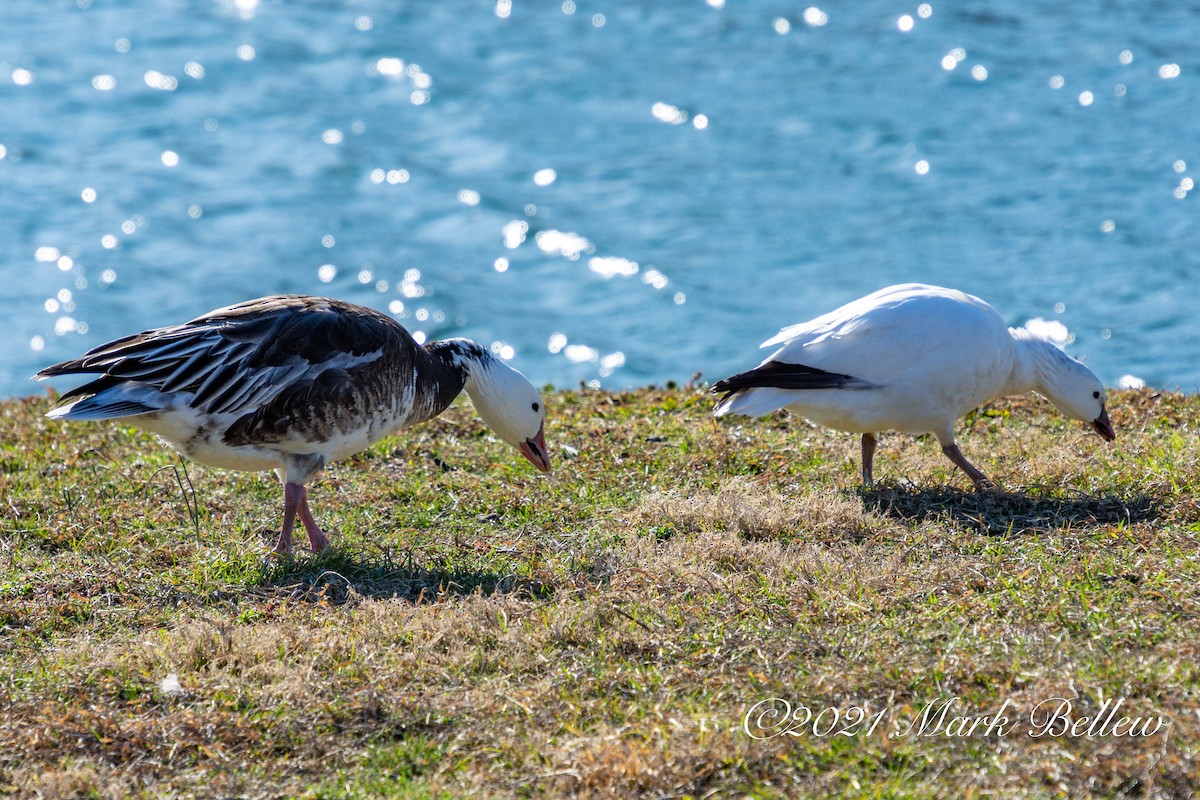 Snow Goose - ML314309121