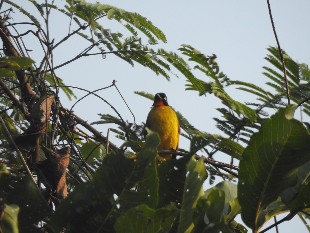 Flame-throated Bulbul - ML314310121