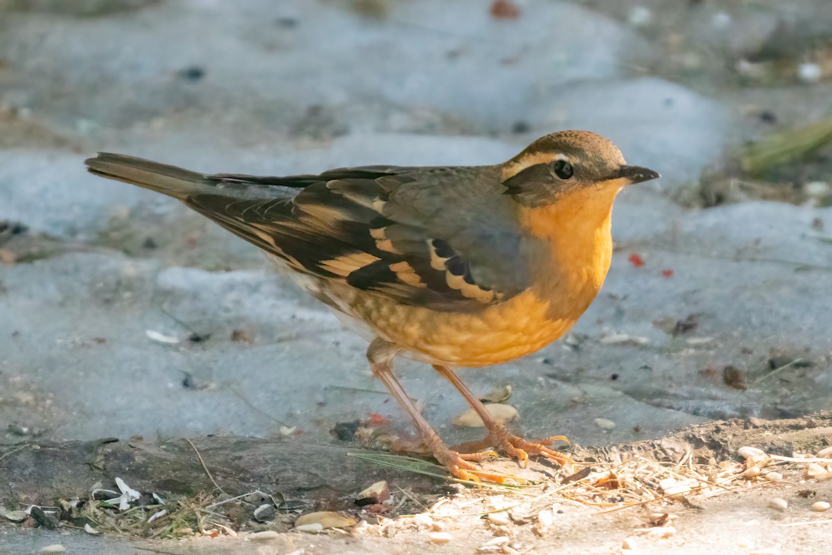 Varied Thrush - ML314310161