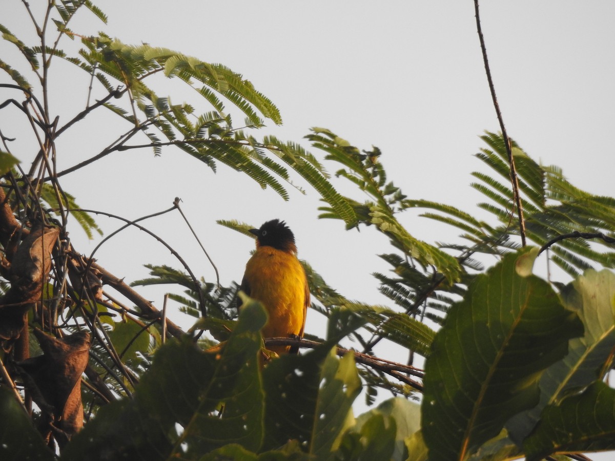 Flame-throated Bulbul - ML314310191