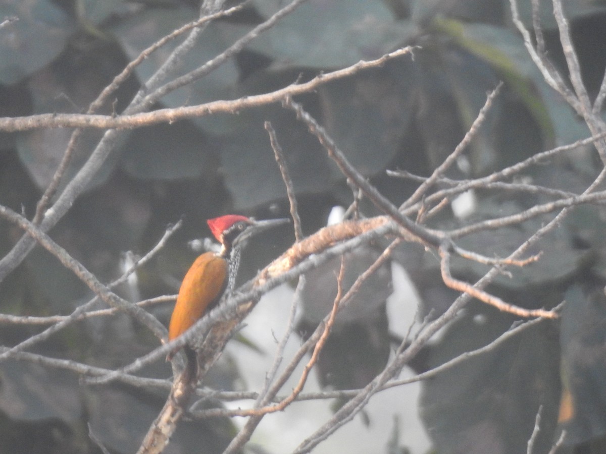 Malabar Flameback - ML314311081