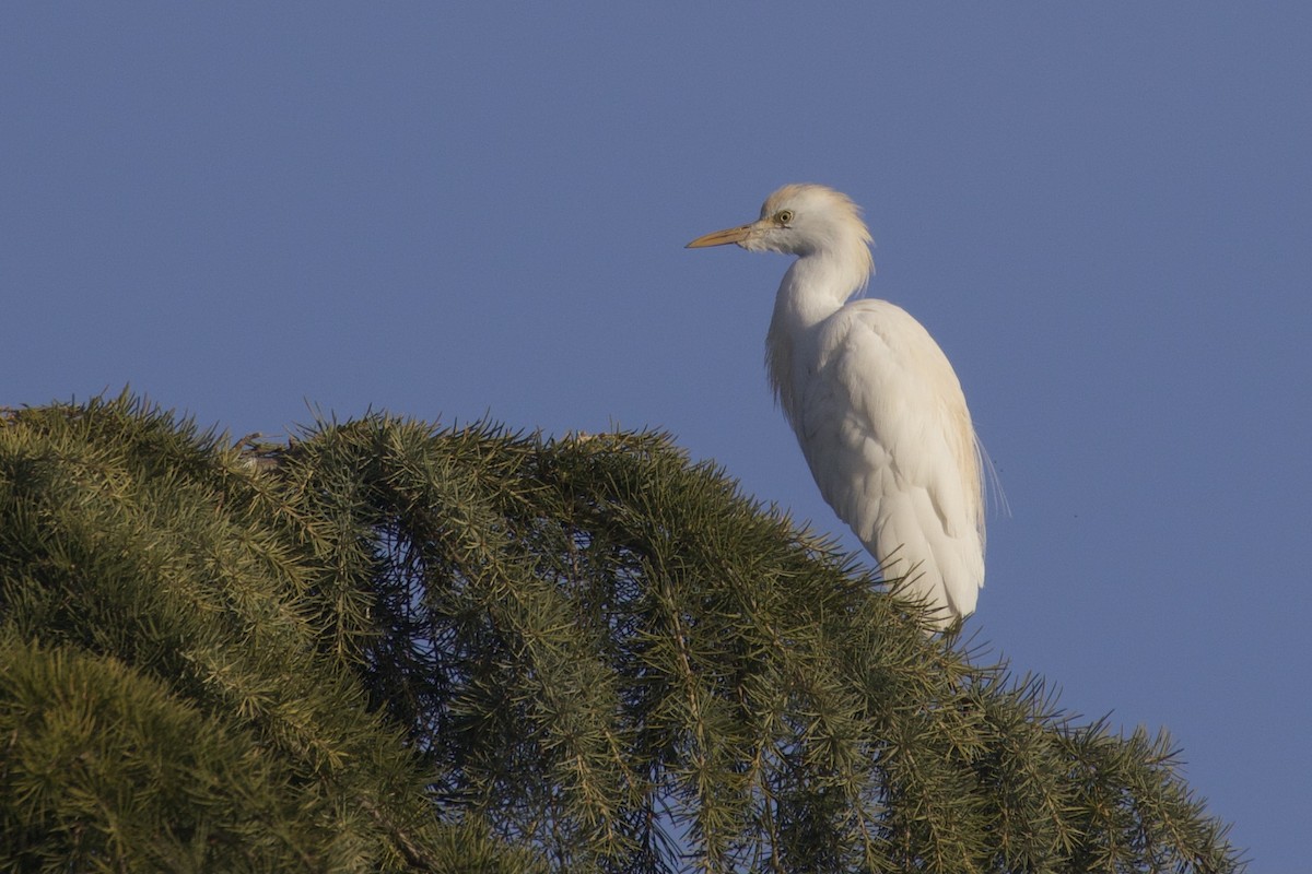 Египетская цапля (ibis) - ML314311111