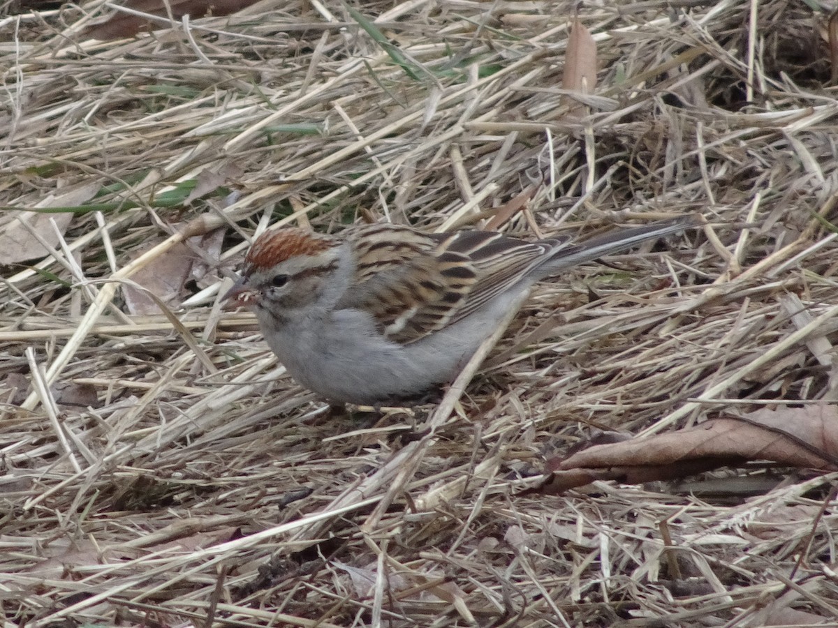 Chipping Sparrow - ML314311401