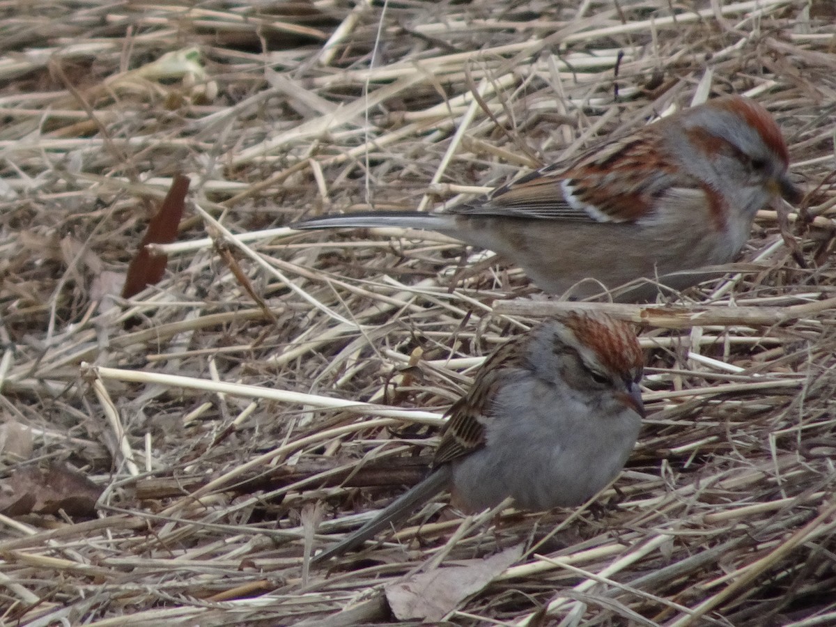Chipping Sparrow - ML314311421