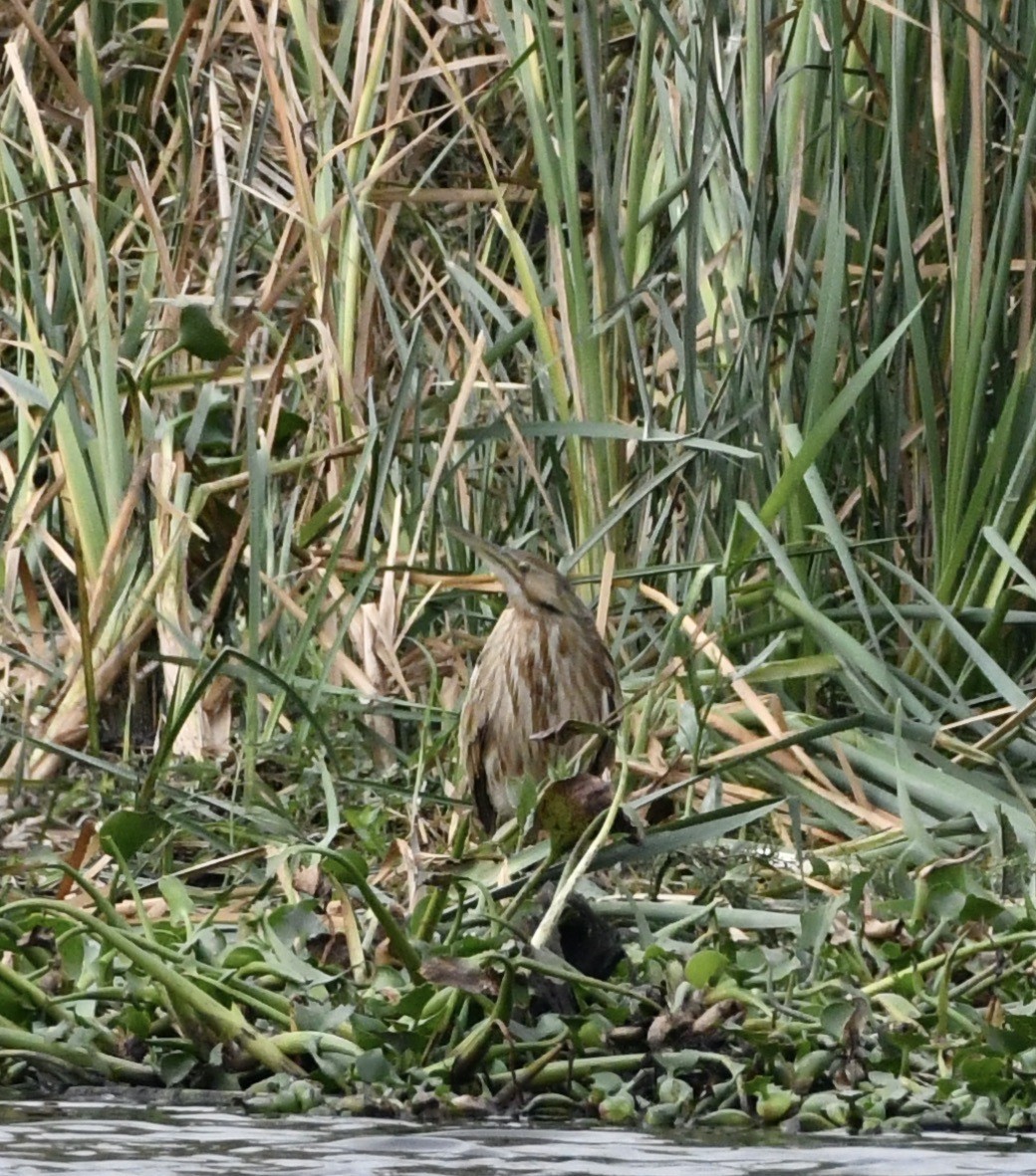 Avetoro Lentiginoso - ML314311591