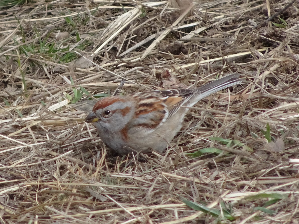 American Tree Sparrow - ML314311611
