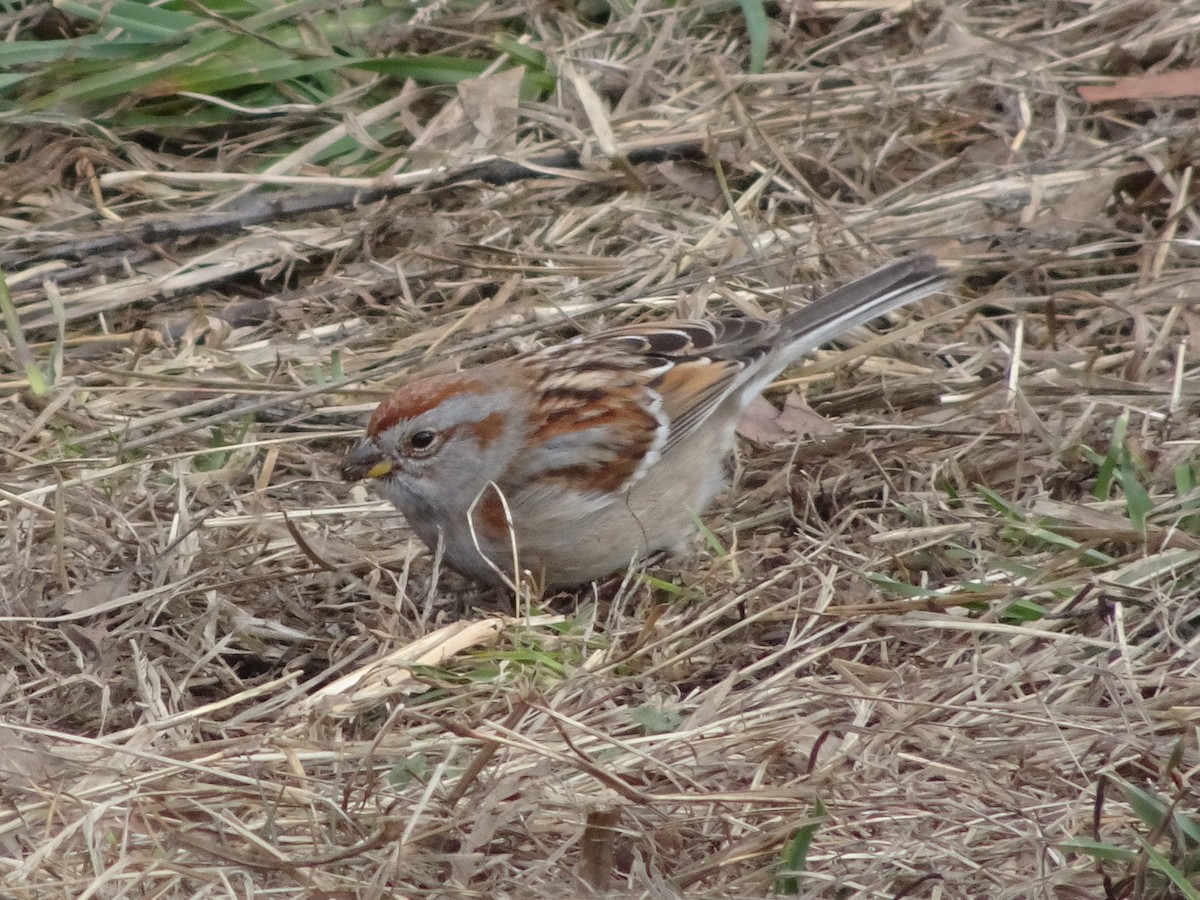 American Tree Sparrow - ML314311641