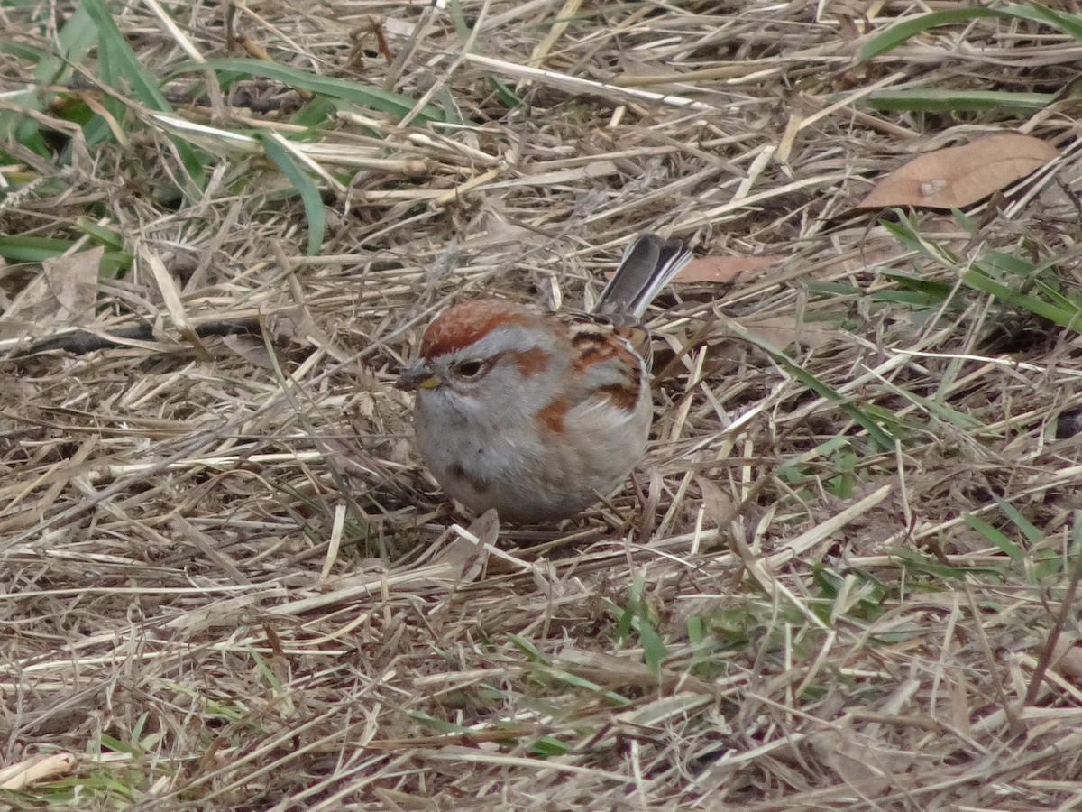 American Tree Sparrow - ML314311661