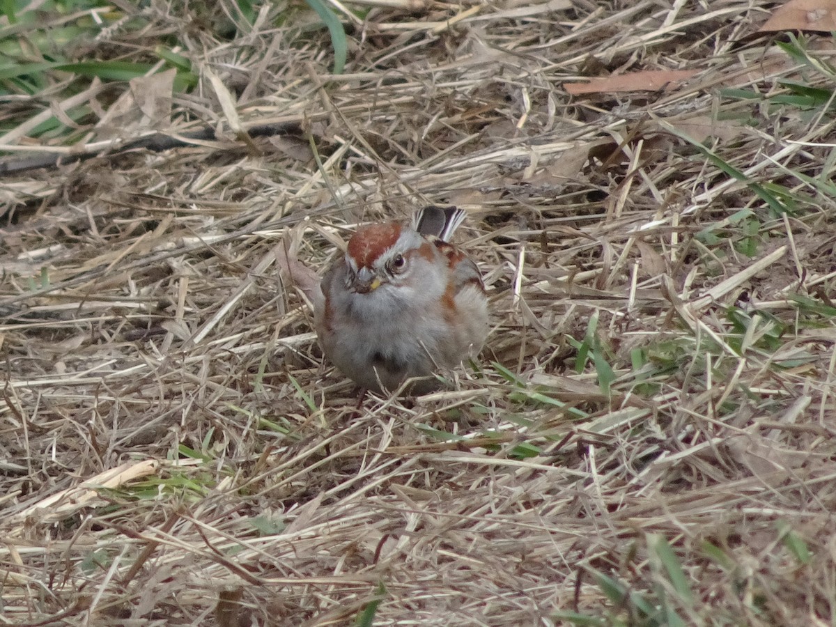 American Tree Sparrow - ML314311671