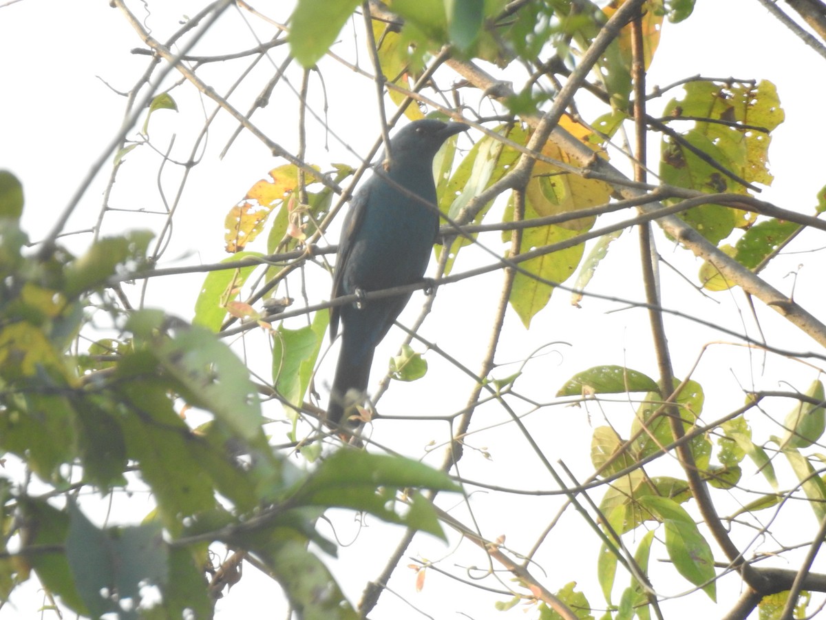 Asian Fairy-bluebird - ML314312541