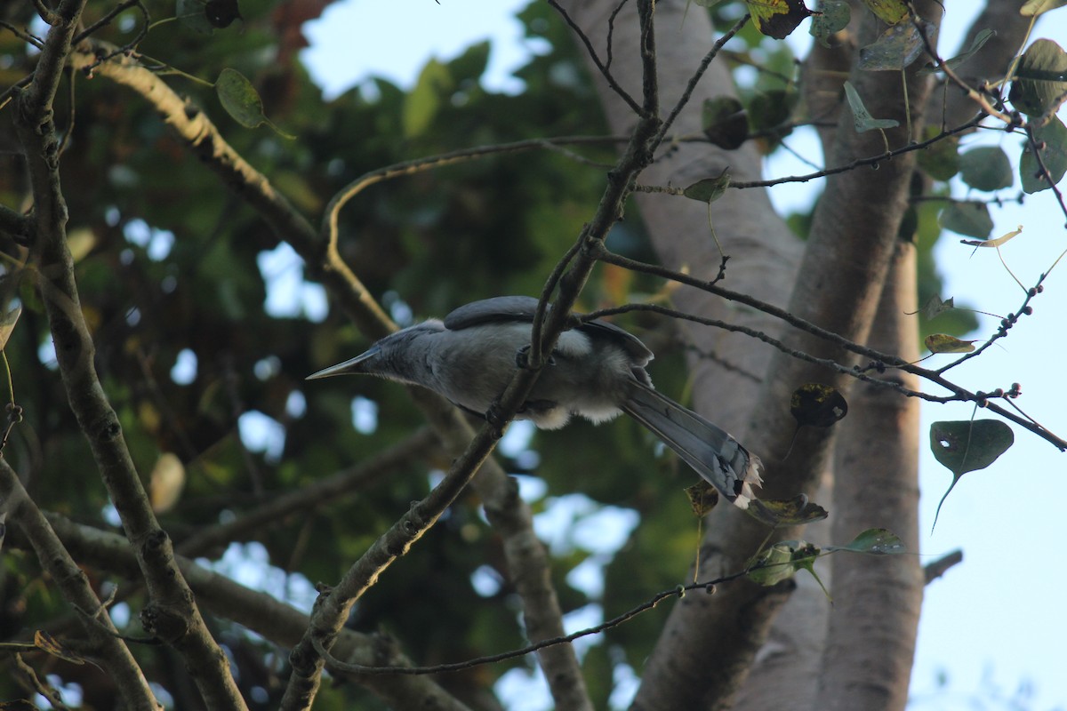 Indian Gray Hornbill - ML314319211