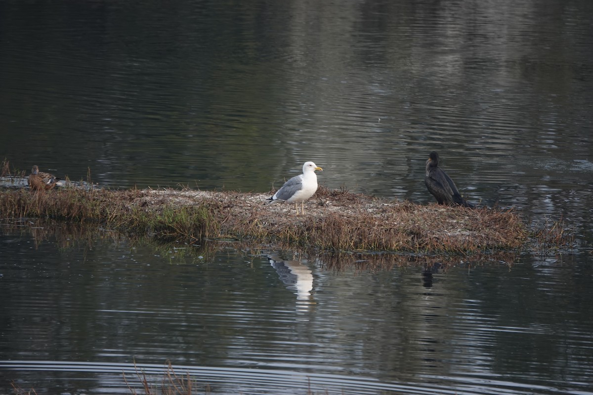 Herring Gull - Tim Chang