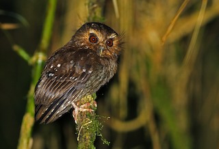 Long-whiskered Owlet