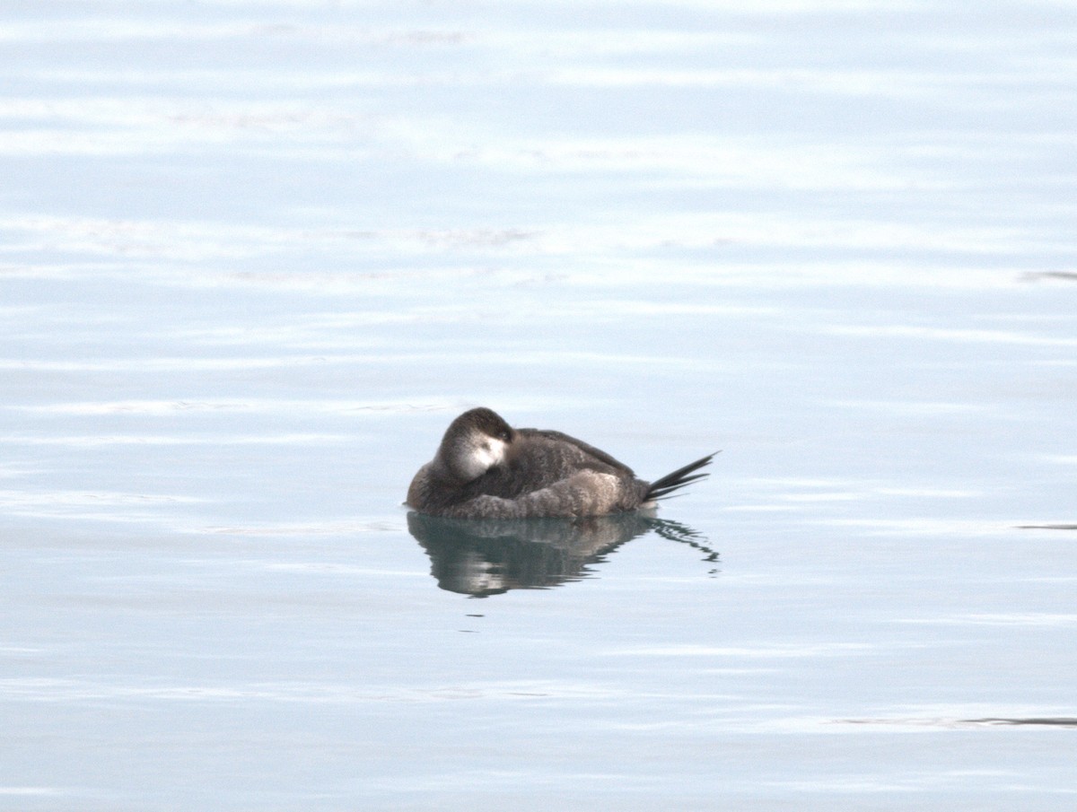 Ruddy Duck - ML314321111