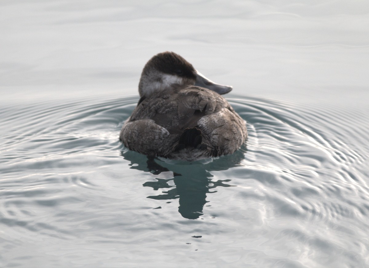 Ruddy Duck - ML314321211