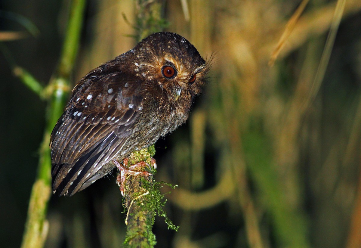 Long-whiskered Owlet - ML31432151