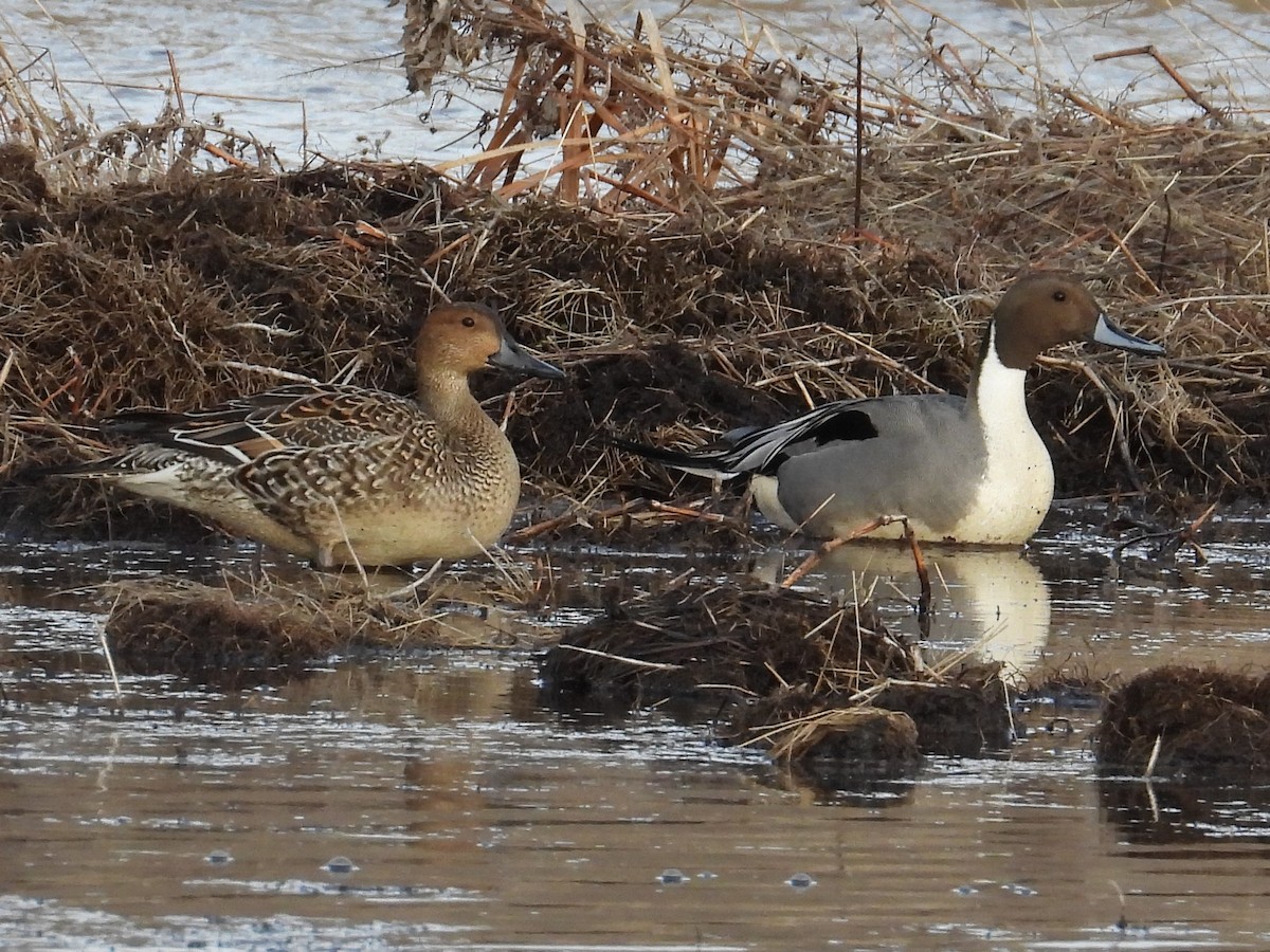 Northern Pintail - Mark Selle