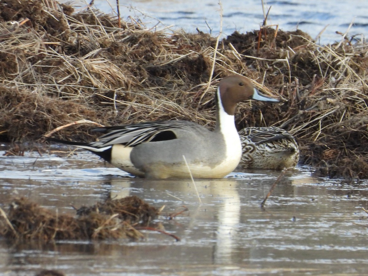 Northern Pintail - Mark Selle