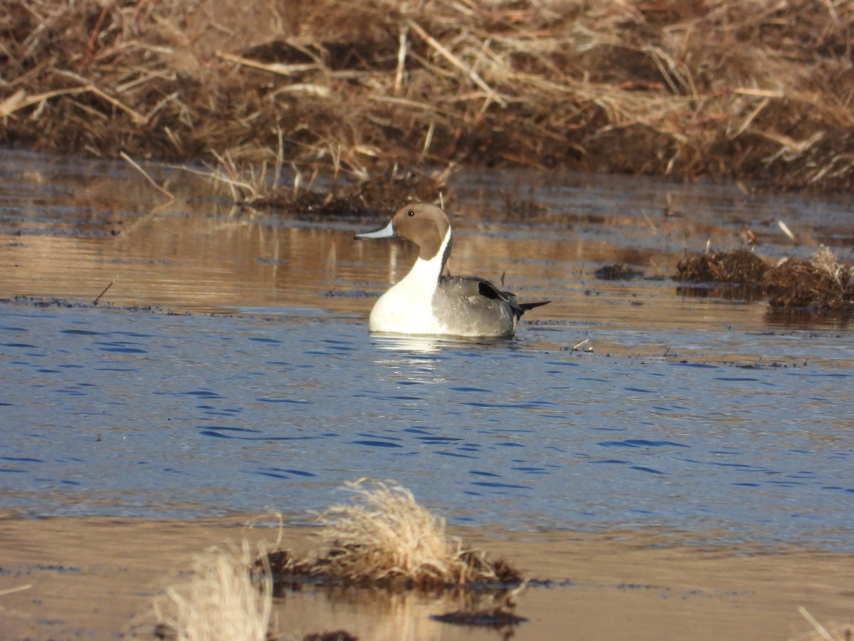 Northern Pintail - Mark Selle