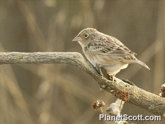 Grasshopper Sparrow - ML314322671
