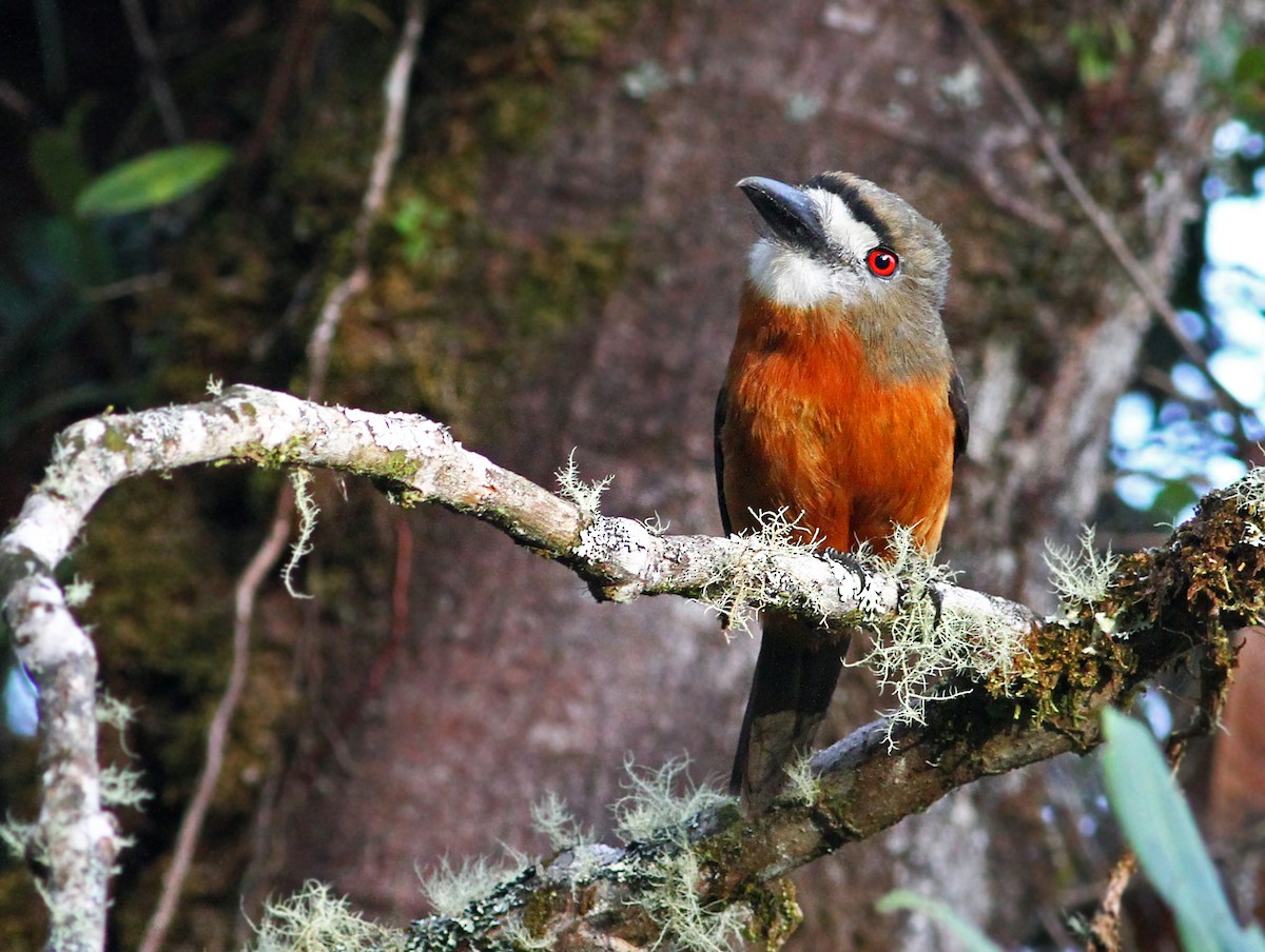 White-faced Nunbird - Andrew Spencer