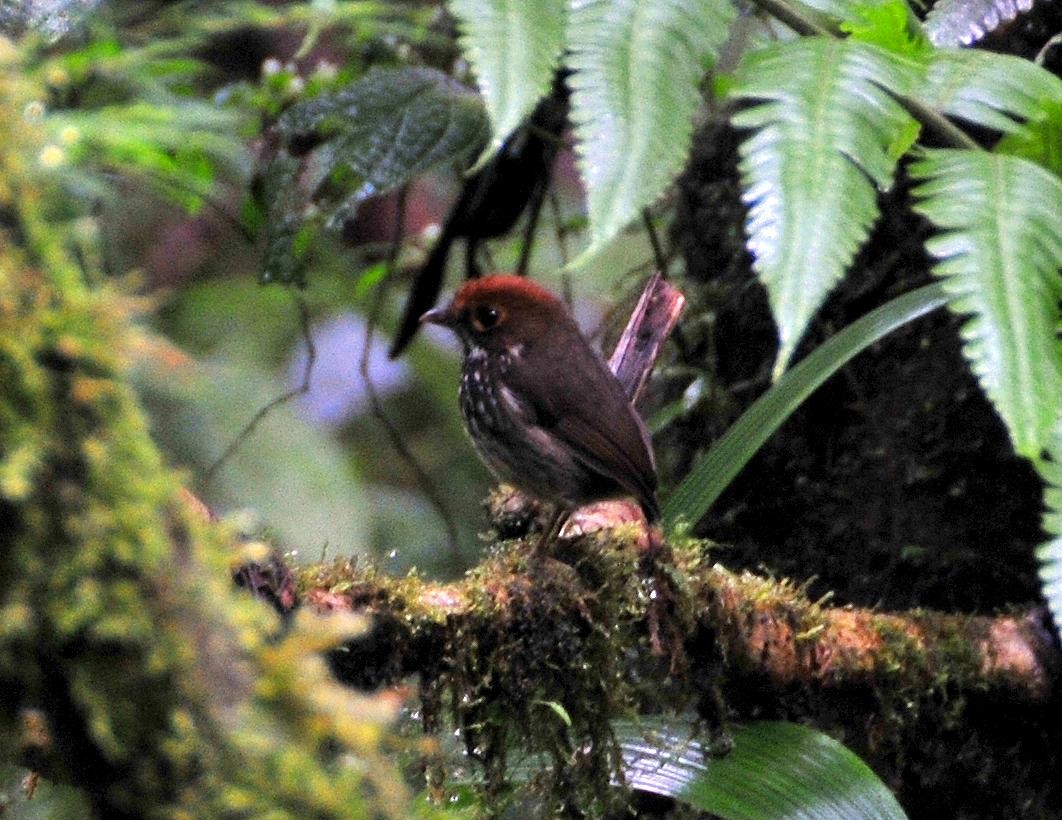 Peruvian Antpitta - Andrew Spencer