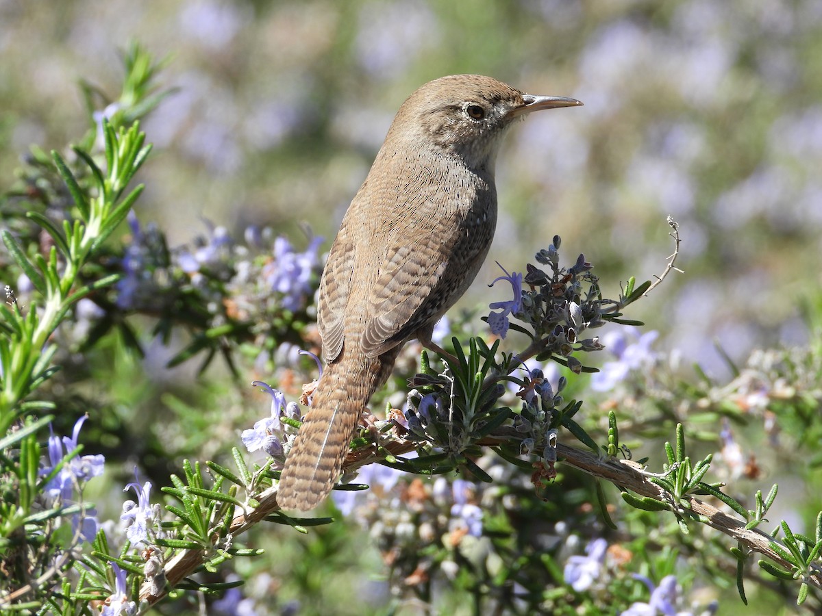 House Wren - ML314325191