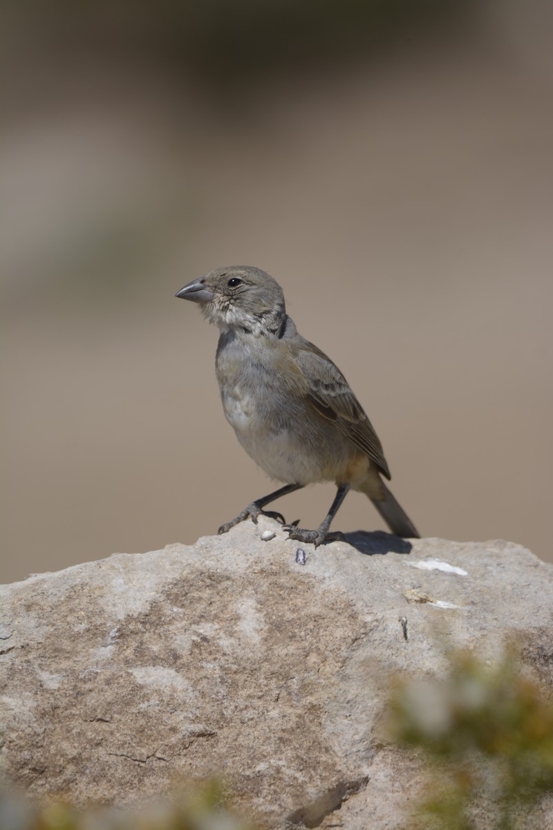 Diuca Finch - Marisol Paz Oporto Fuentes