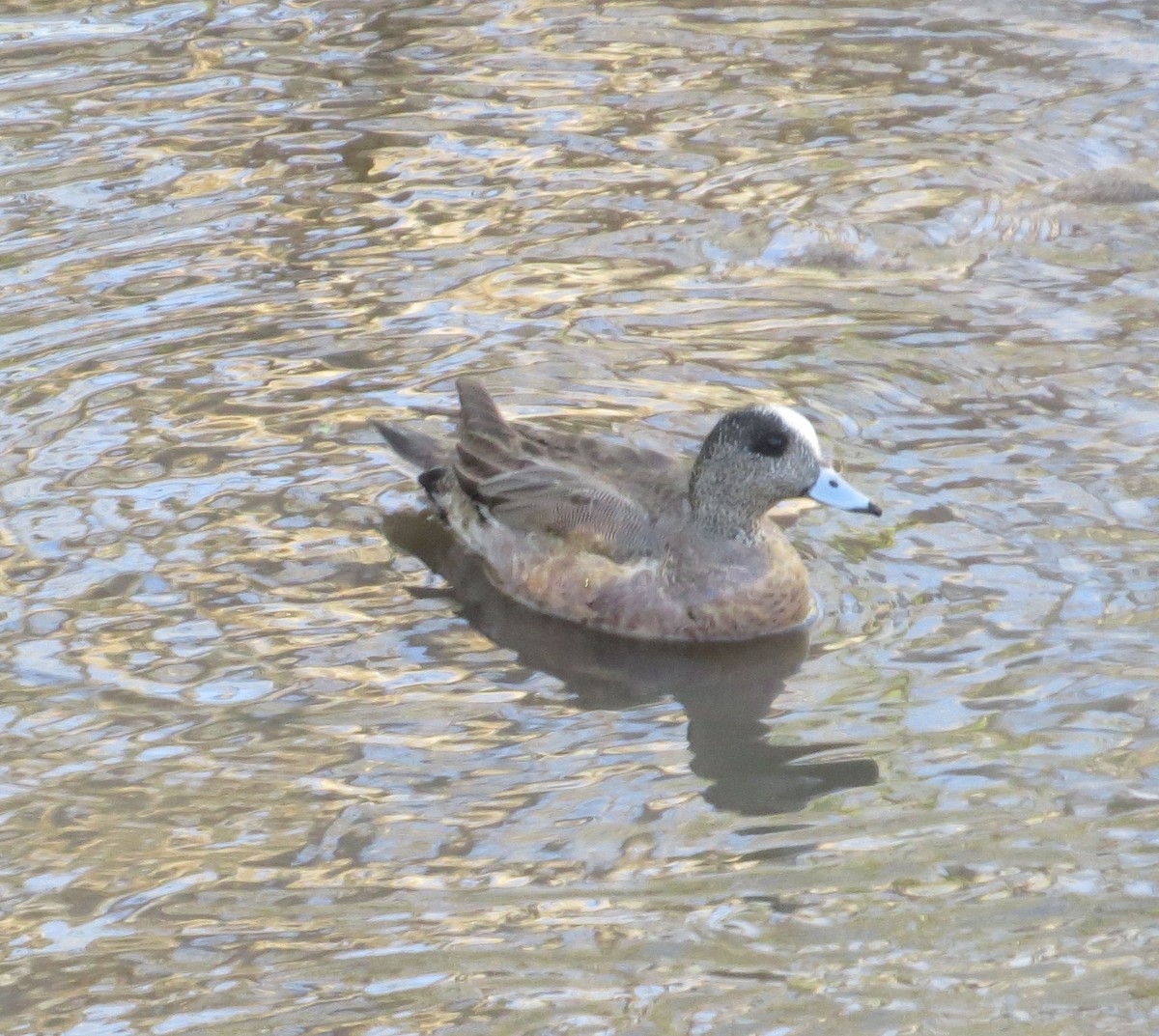 American Wigeon - Susan Patla