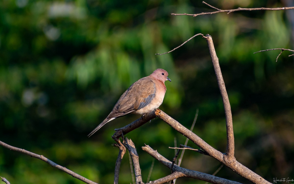 Laughing Dove - Harshith Gowda