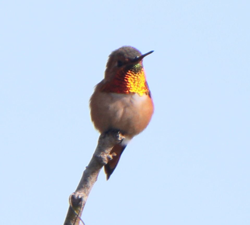Allen's Hummingbird - ML314327841